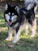 Upcoming litter 2026, a  Alaskan Malamute for sale in Dixon, MO – Photo 2 of 9