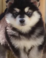 Upcoming litter 2026, a  Alaskan Malamute for sale in Dixon, MO – Photo 9 of 9