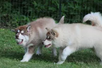 Upcoming litter 2026, a  Alaskan Malamute for sale in Dixon, MO – Photo 8 of 9