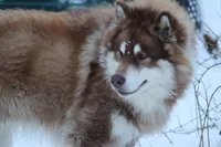 Sky , a female Alaskan Malamute for sale in Dixon, MO – 8 of 9