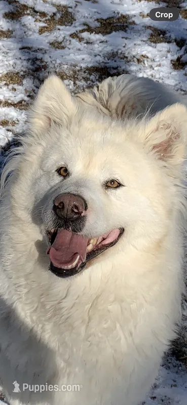 Sitka  – Alaskan Malamute puppy for sale in Dixon, MO