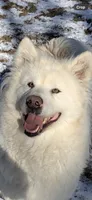 Sitka , a female Alaskan Malamute for sale in Dixon, MO – 1 of 2