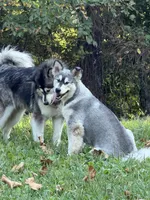Sky , a female Alaskan Malamute for sale in Dixon, MO – 6 of 9