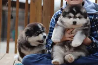Shadow, a female Alaskan Malamute for sale in Dixon, MO – Photo 5 of 6