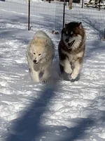 Shadow, a female Alaskan Malamute for sale in Dixon, MO – Photo 3 of 6