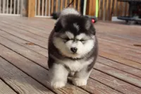 Shadow, a female Alaskan Malamute for sale in Dixon, MO – Photo 1 of 6