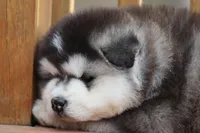 Shadow, a female Alaskan Malamute for sale in Dixon, MO – Photo 6 of 6