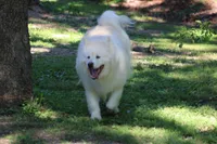 Sitka , a female Alaskan Malamute for sale in Dixon, MO – 5 of 5