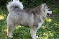 Sky , a female Alaskan Malamute for sale in Dixon, MO – 4 of 9