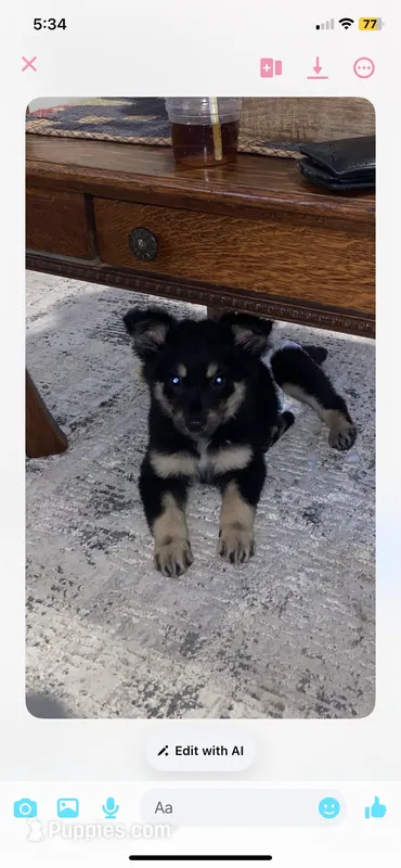 Stormy  – Australian Shepherd, German Shepherd Dog puppy for sale in Dixon, MO