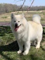 Sitka , a female Alaskan Malamute for sale in Dixon, MO – 2 of 2