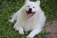 Sky , a female Alaskan Malamute for sale in Dixon, MO – 9 of 9
