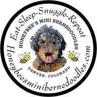 Red Boy, a male Miniature Bernedoodle for sale in Brighton, CO – 8 of 9