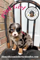 Pink Girl (Aela’s), a female Bernedoodle for sale in Brighton, CO – 3 of 9