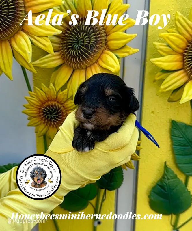 Aela’s Blue Boy – Miniature Bernedoodle puppy for sale in Brighton, CO