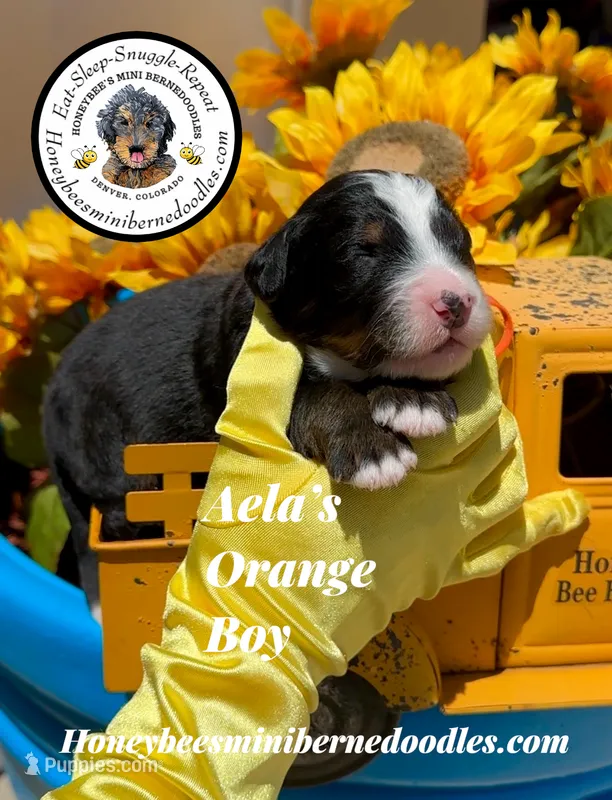 Aela’s Orange Boy – Miniature Bernedoodle puppy for sale in Brighton, CO