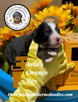 Aela’s Orange Boy, a male Miniature Bernedoodle for sale in Brighton, CO – 1 of 6