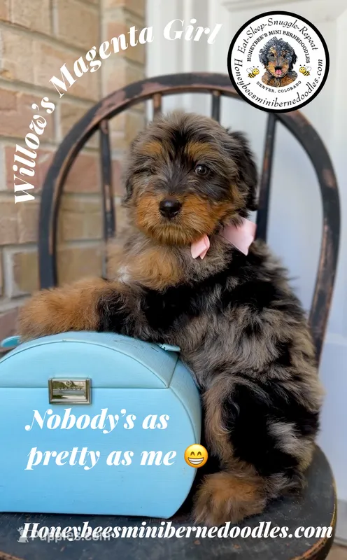 Willow’s Magenta Girl  – Miniature Bernedoodle puppy for sale in Brighton, CO