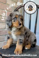 Aela’s Gray Boy, a male Miniature Bernedoodle for sale in Brighton, CO – 4 of 10