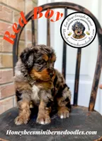 Red Boy (Willow’s), a male Bernedoodle for sale in Brighton, CO – 7 of 8
