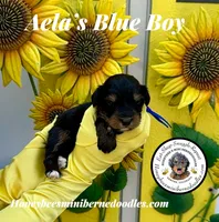 Blue Boy (Aela’s), a male Bernedoodle for sale in Brighton, CO – 5 of 8
