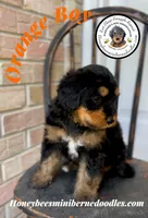 Orange Boy (Willow’s), a male Bernedoodle for sale in Brighton, CO – 2 of 5