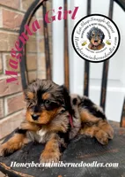 Magenta Girl (Willow’s), a female Bernedoodle for sale in Brighton, CO – 4 of 6