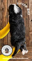 Juni’s Green Boy , a male Miniature Bernedoodle for sale in Brighton, CO – 7 of 10