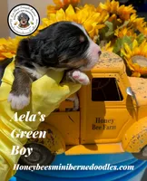Aela’s Green Boy , a male Miniature Bernedoodle for sale in Brighton, CO – 2 of 6