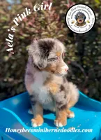 Aela’s Pink Girl , a female Miniature Bernedoodle for sale in Brighton, CO – 3 of 7