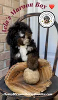 Aela’s Maroon Boy, a male Miniature Bernedoodle for sale in Brighton, CO – 3 of 10