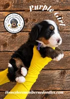Juni’s Purple Girl , a female Miniature Bernedoodle for sale in Brighton, CO – 2 of 9