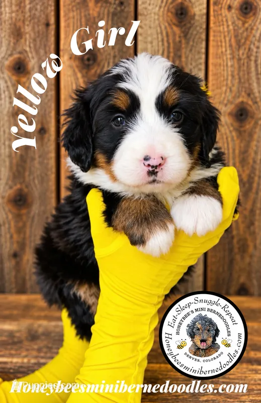 Juni’s Yellow Girl – Miniature Bernedoodle puppy for sale in Brighton, CO