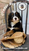 Aela’s Orange Boy, a male Miniature Bernedoodle for sale in Brighton, CO – 5 of 9