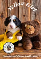 Juni’s Yellow Girl, a female Miniature Bernedoodle for sale in Brighton, CO – 6 of 9