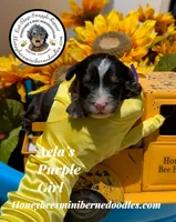 Aela’s Purple Girl , a female Miniature Bernedoodle for sale in Brighton, CO – 2 of 5
