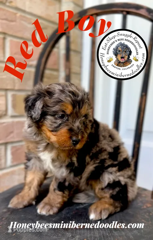 Red Boy (Willow’s) – Bernedoodle puppy for sale in Brighton, CO