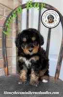 Green Boy (Willow’s), a male Bernedoodle for sale in Brighton, CO – 2 of 10