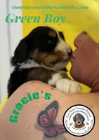 Gracie’s Green Boy, a male Miniature Bernedoodle for sale in Brighton, CO – Photo 2 of 9