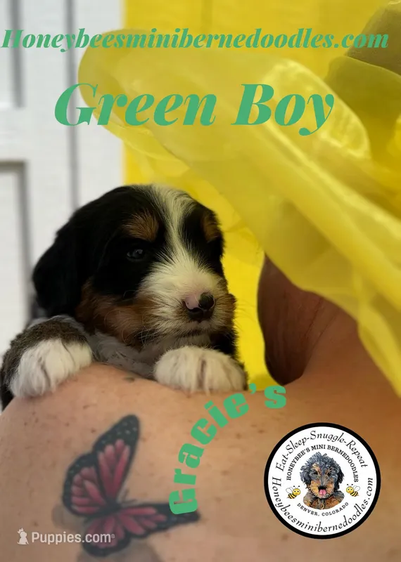 Gracie’s Green Boy – Miniature Bernedoodle puppy for sale in Brighton, CO