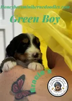 Gracie’s Green Boy, a male Miniature Bernedoodle for sale in Brighton, CO – Photo 1 of 9