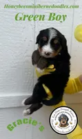 Gracie’s Green Boy, a male Miniature Bernedoodle for sale in Brighton, CO – Photo 3 of 9
