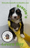 Gracie’s Green Boy, a male Miniature Bernedoodle for sale in Brighton, CO – Photo 4 of 9
