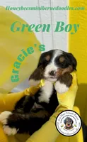 Gracie’s Green Boy, a male Miniature Bernedoodle for sale in Brighton, CO – Photo 5 of 9