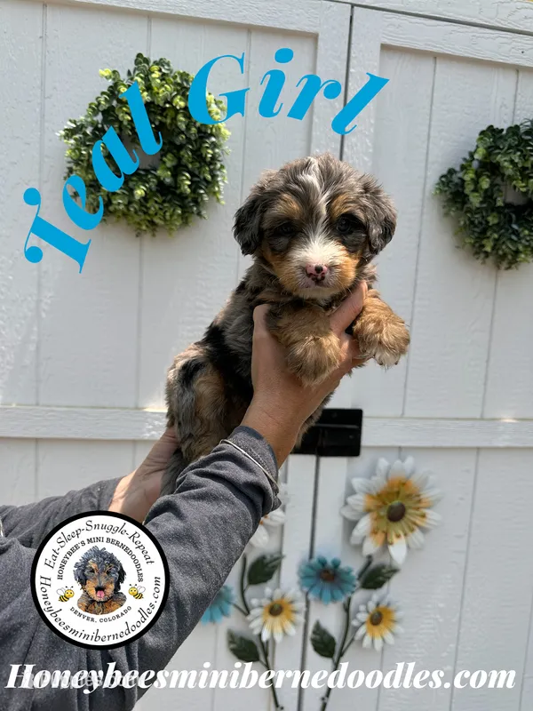 Willow’s Teal Girl  – Miniature Bernedoodle puppy for sale in Brighton, CO