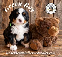 Juni’s Green Boy , a male Miniature Bernedoodle for sale in Brighton, CO – 2 of 10