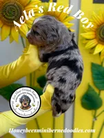 Red Boy (Aela’s), a male Bernedoodle for sale in Brighton, CO – 7 of 8