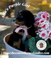 Aela’s Purple Girl , a female Miniature Bernedoodle for sale in Brighton, CO – 4 of 10