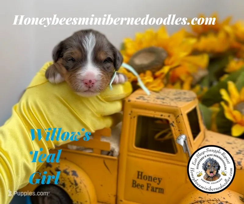 Willow’s Teal Girl  – Miniature Bernedoodle puppy for sale in Brighton, CO
