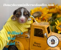 Willow’s Teal Girl , a female Miniature Bernedoodle for sale in Brighton, CO – 1 of 5